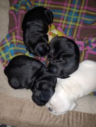 Black and Fawn pugs