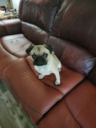 Pug for sale sold