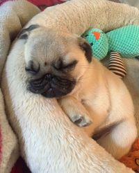 Pug Puppies for sale near me