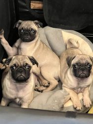 Pug puppies for sale/ AKC/ first shot/dewormed