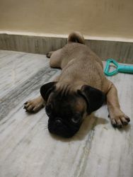 Pug puppy for sale with paper