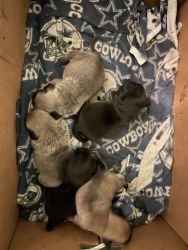 Two litters of pug puppies