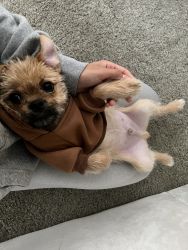 Pug and Yorkie Mixed
