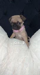Pugs for sale
