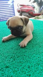 3 months pug puppie for sale