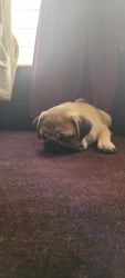 Male pug baby 70 days old with dog