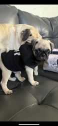 2 mos old pug puppies