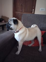 Pug Male (Punch face)