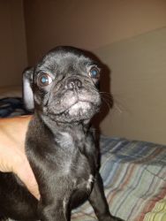 Three Pug puppies for sale