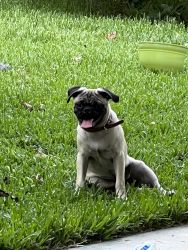 5 month old male pug