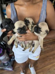 Hi I have 4 pugs pups for sale