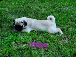 Female fawn pug puppy for sale