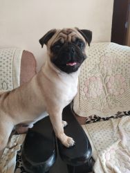 Male 10 months old pug