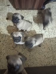 Pug puppies for sale in Pune