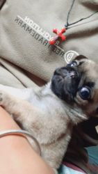 I want to sale pug female puppy. She is just 40 days.