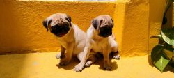 Top quality female puppies available with punch face, double wrinkle t