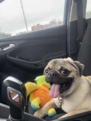 6month old pug for sale