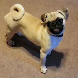 5-month-old male pug puppy for sale