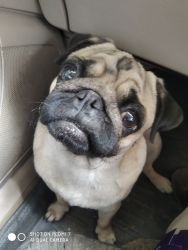 I want to sell pug female she is 2.5 years old