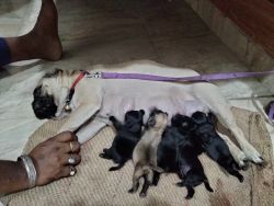 Pug pupes for sale