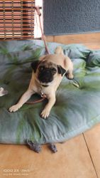 6 month old male pug for sale