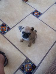 Pug puppy in need of a loving family!