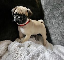 9 week old pug puppy for sale