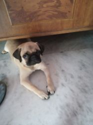 Pug 3 month old very cute pure breed