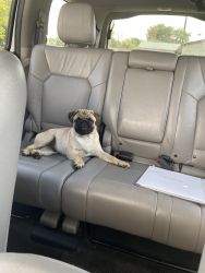 Pug rehoming