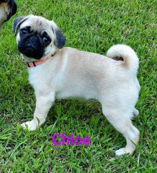 Female pug puppy for sale