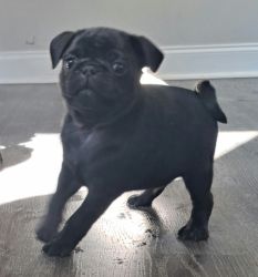 Pug puppies for sale to loving home
