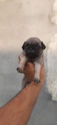 Top quality Pug female pup available in amritsar