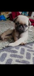 2 month pug cute babies very active entertaining