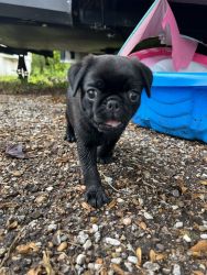Looking to re-home 2 of my 3 pug puppies.