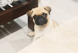 3 months 7 days old male pug with all completed vaccination