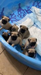 6 months old baby pugs