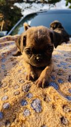 Loving baby pugs 2 month old