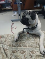 Fully vaccinated pug puppy 6months old