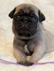 Adorable Pugs for sale