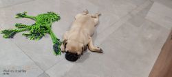 Healthy cute pug puppy 4 months old