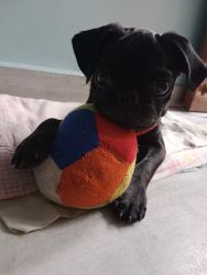 I want to sell my pug