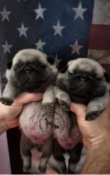 Pug pups Fawn and Black