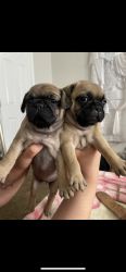 Pug puppies 8 weeks