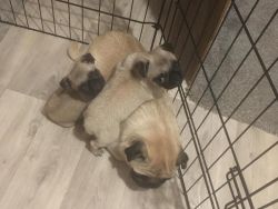 AKc registered pug puppies
