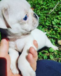 Pug Male White Blue Eyes