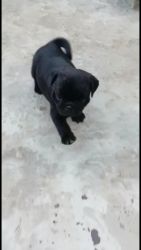 1 month old black pug