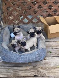 Pure bred puppies for sale