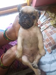 Pug dog with orginal breed only 30days baby