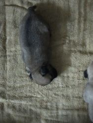 selling new born puppies 20days