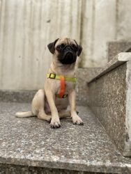 Pug 6 month old puppy, fully vaccinated. Selling coz not hav time
